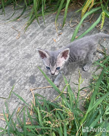 Котята девон-рекс девочка