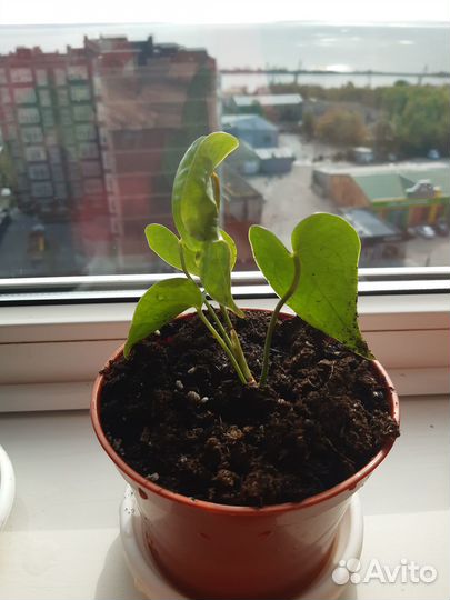 Цветок мужское счастье