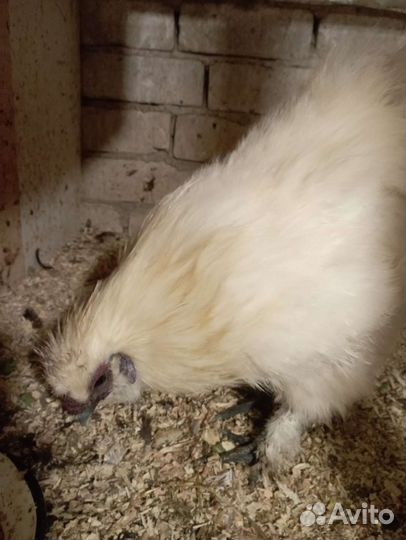 Птица домашняя