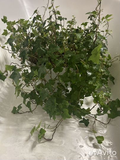 Плющ хедера