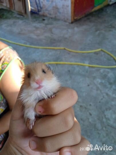 Сирийский хомяк девочка
