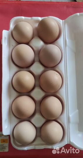 Инкубационное яйцо кур, уток