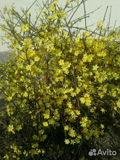 Жасмин голоцветковый