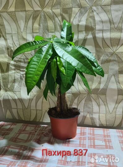 Комнатные цветы