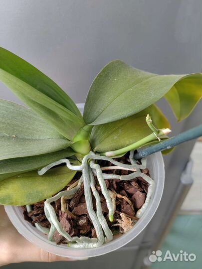 Орхидея фаленопсис