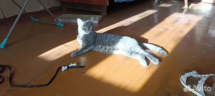Кошка 2 года в дар