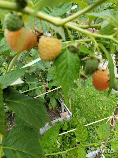 Ремонтантная малина