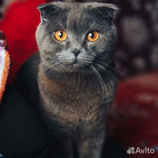 Вязка