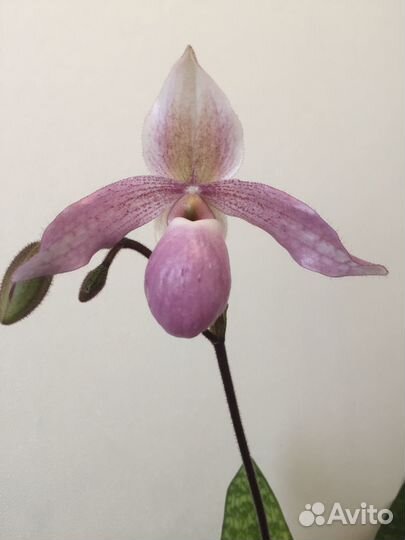 Орхидея paphiopedilum chamberlainianum x delenatii