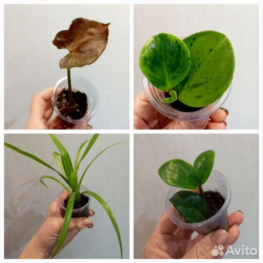 Комнатные растения. Комнатные цветы
