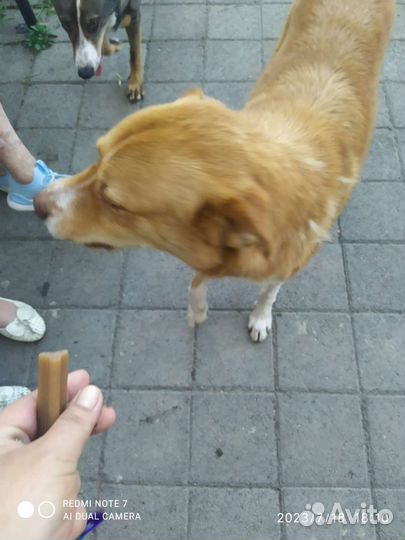 Рыжий песик