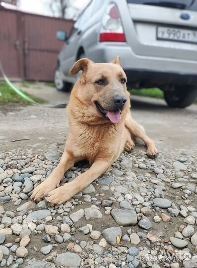 Молодой кобель в добрые руки