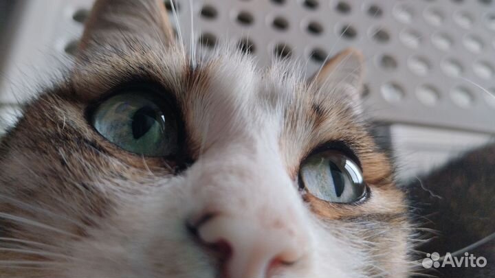 Процессор intel Core 2 duo e6550