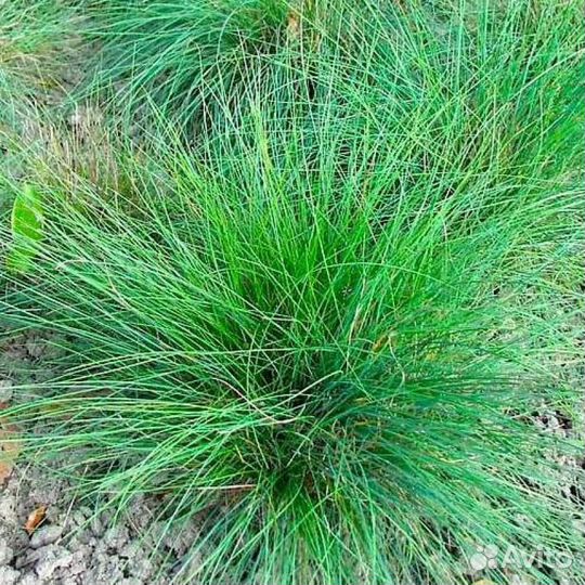 Многолетники для сада