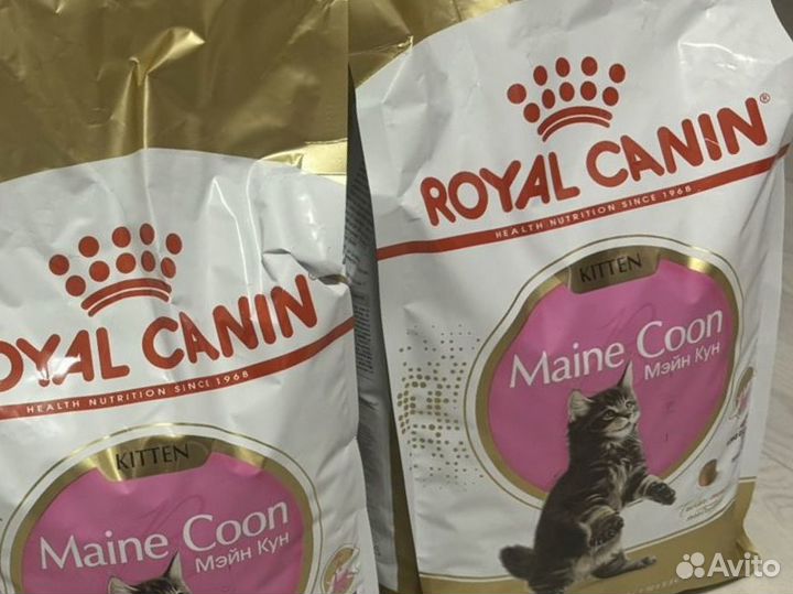 Корм котят породы Мэйн Кун, 1 шт 2 кг