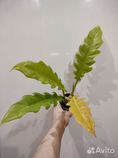 Аглаонемы и филодендроны