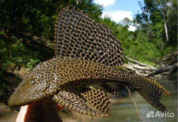 Птеригоплихт парчовый сом