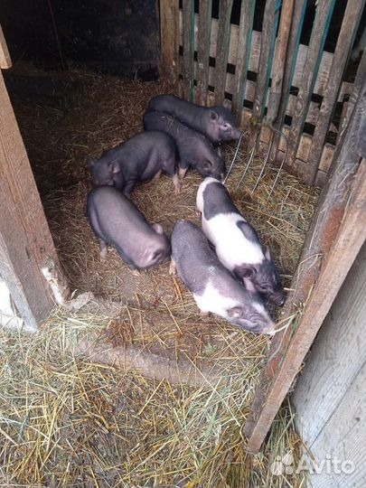 Вьетнамский хряк