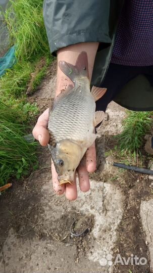 Живая рыба карп