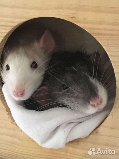 Ветеринарный врач на дом,уколы