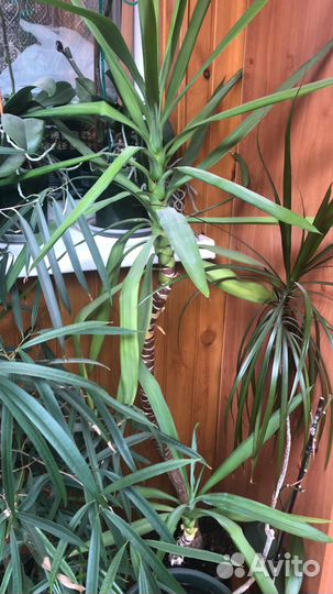 Фикусы, юкка, драцена, пальма