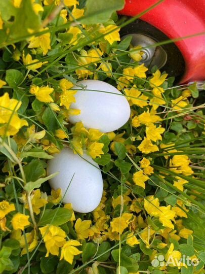 Домашние куриные яйца