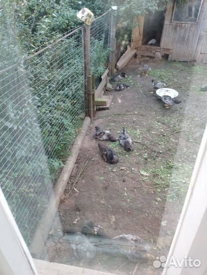 Гусята, утята,есть побольше