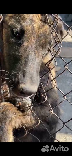 Пес в добрые руки