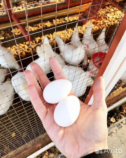 Куры 11шт молодки