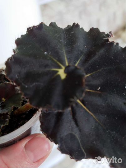 Бегония декоративнолистная,доставка