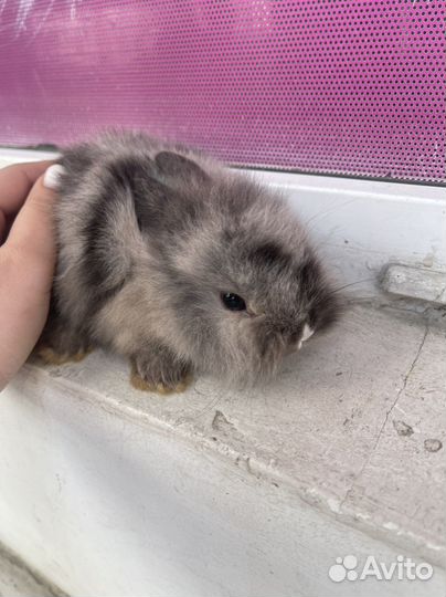 Карликовый кролик