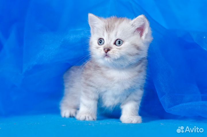 Британский котенок серебристая шиншилла ns 24