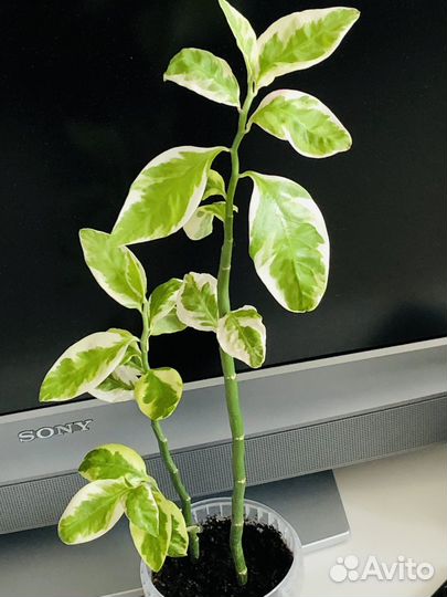 Педилантус вариегатный 50 см