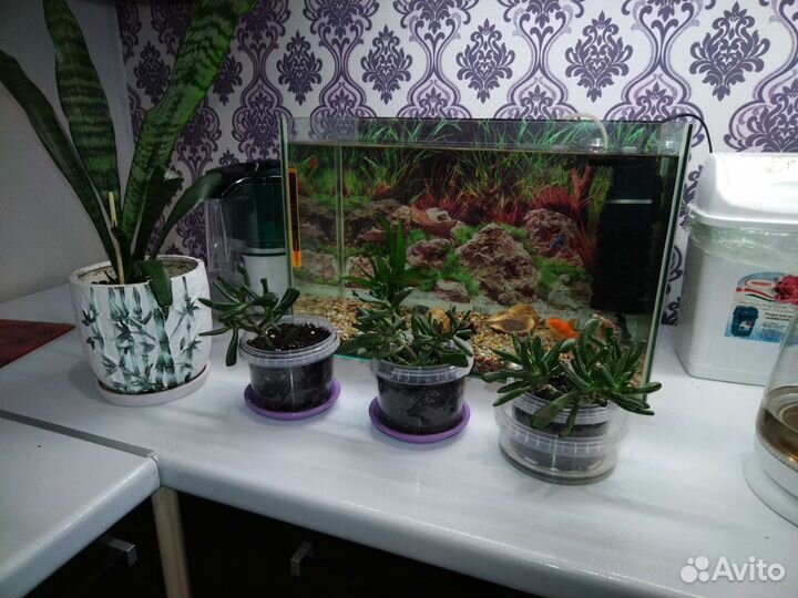 Толстянка хоббит