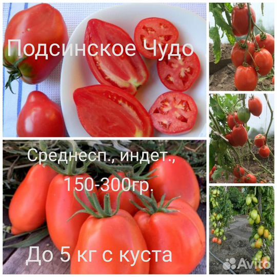 Семена Минусинских томатов