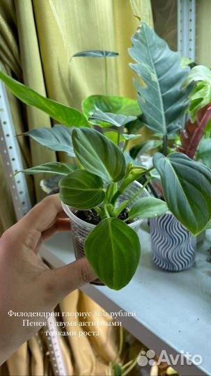 Филодендрон