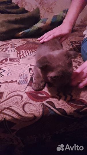 Вислоухий котенок