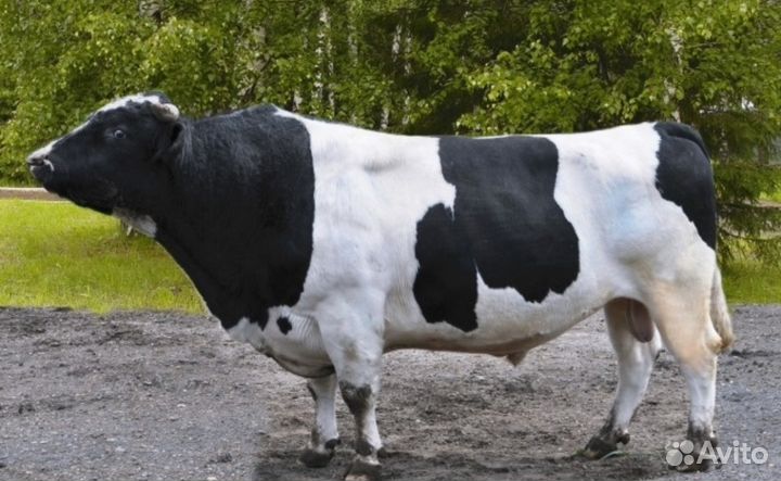 Телята бычки на доращивание