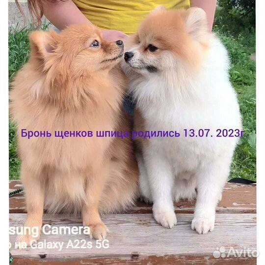 Немецкий шпиц