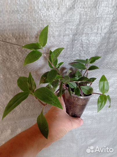 Сингониум, эпипремнум, ктенанта и др