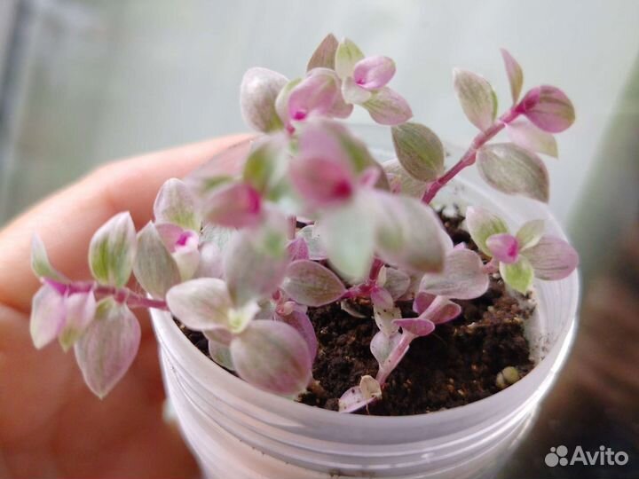 Комнатные цветы