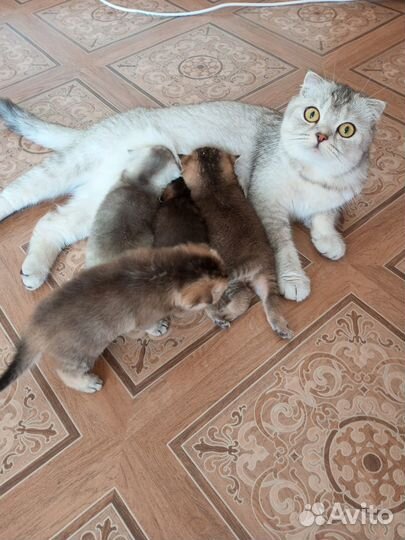 Котята, Шотландская порода