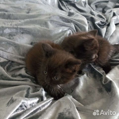 Шоколадные котята от шотландской кошки объявление продам
