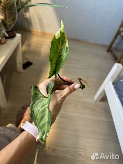 Сингониумы и филодендроны