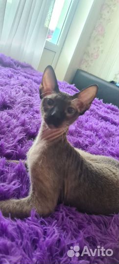 Кот сфинкс вязка