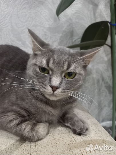 Кошка в дар