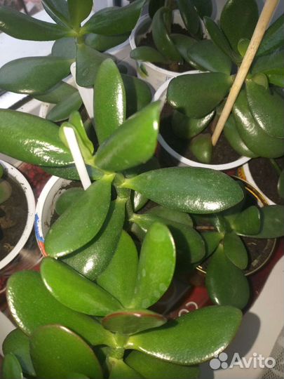 Денежное дерево(Толстянка)