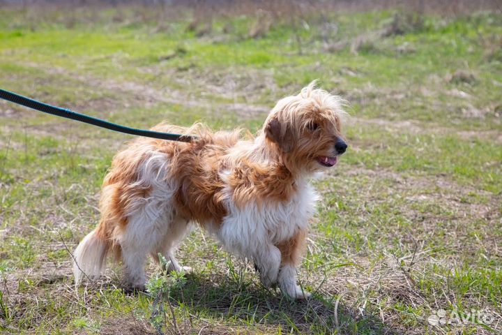 Собака из приюта ищет дом