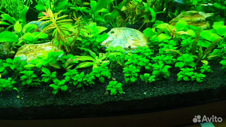 Со2, шишки ольхи, трава, растения