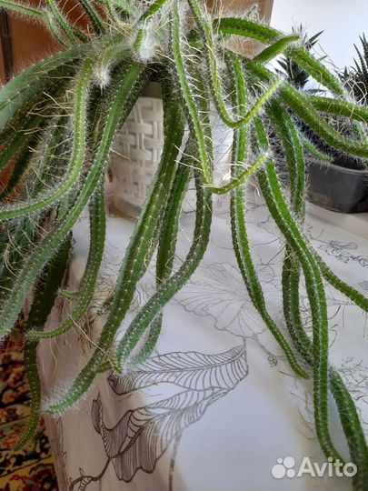 Ампельный неколючий кактус